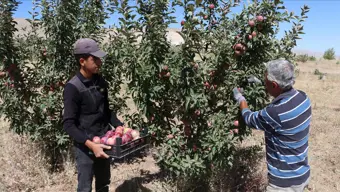 Tonlarcası çiftçinin elinde kaldı