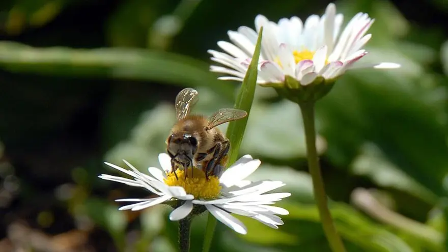 CEMRE DÜŞMESİ NEDİR? 2