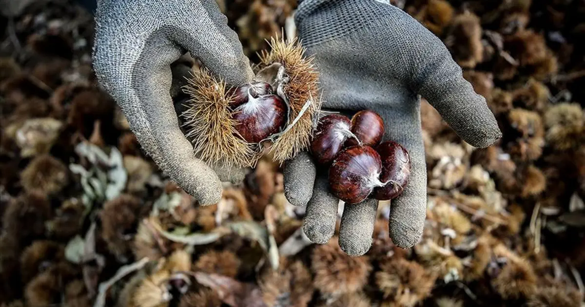 Kış aylarının şifa kaynağı, kansere karşı koruyor: Geçen yıl 100 gramı 80 liraydı