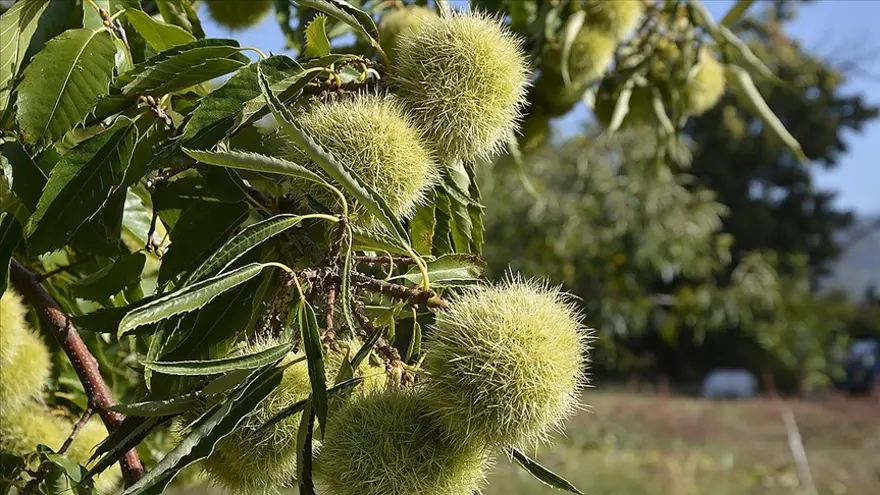 İL TARIM MÜDÜRLÜĞÜ DUYURDU 1