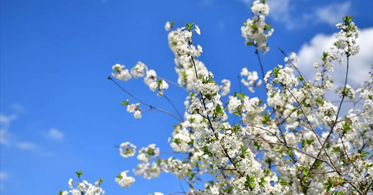 Son cemre toprağa düştü mü, bahar ne zaman geliyor? 2026 cemre tarihleri