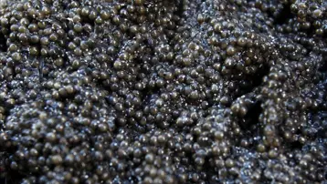 Binlercesi Karadeniz'e bırakıldı. Kilosu 100 bin liraya alıcı buluyor