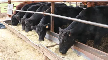 "Kırsalda bereket" dedi. Aldığı destekle sürüsünü iki katına çıkardı