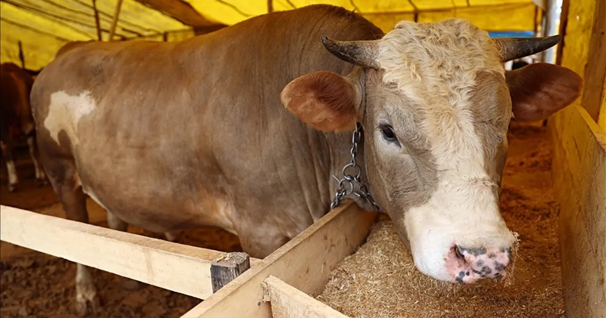 Kurbanlık fiyatları il il sorgulama ekranı 2026: Büyükbaş ve küçükbaş canlı kilo fiyatı ne kadar? İstanbul, Ankara, İzmir ve tüm illerin kurbanlık fiyatları