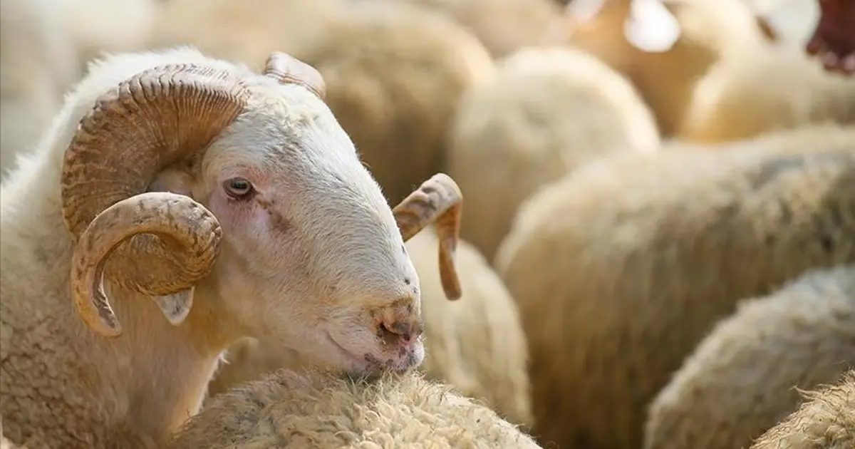 Kurban Bayramı ne zaman, bayram tatili 9 gün mü olacak? Bakan Ersoy'dan 9 günlük tatil açıklaması