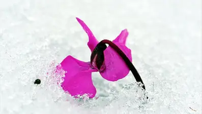 Cemre düşme tarihleri 2026: İlk cemre havaya ne zaman düşecek?