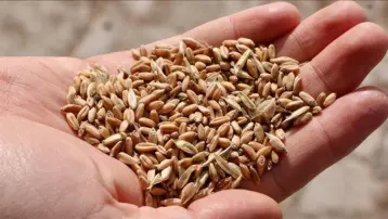 Hasat başladı, dünyanın en iyisi burada yetişiyor. Dekar başına tam 554 kilogram