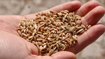 Hasat başladı, dünyanın en iyisi burada yetişiyor. Dekar başına tam 554 kilogram