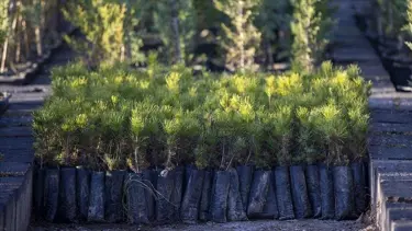 Geçen yıl 517 milyon fidan ve tohum toprakla buluştu