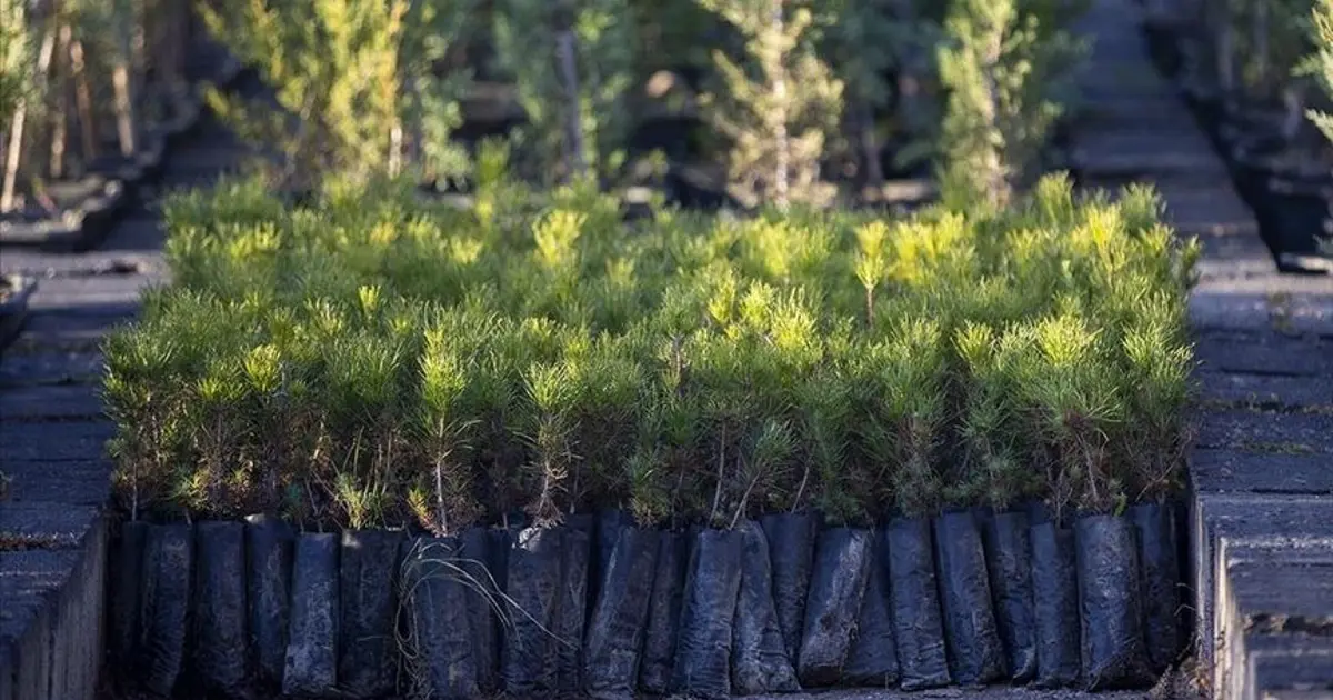 Geçen yıl 517 milyon fidan ve tohum toprakla buluştu