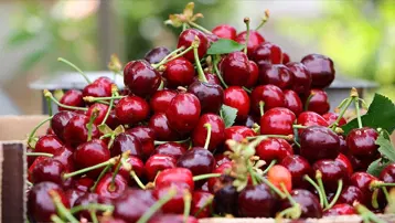 Kiraz yedikten sonra öldü, eşinin tedavisi sürüyor