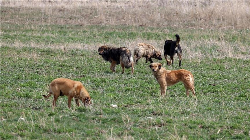 Zincirsiz köpeğin sahibi 2 milyon TL tazminat ödeyecek
