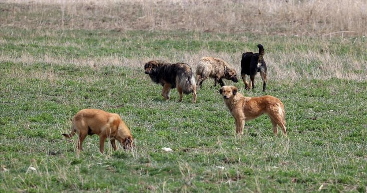 Zincirsiz köpeğin sahibi 2 milyon TL tazminat ödeyecek