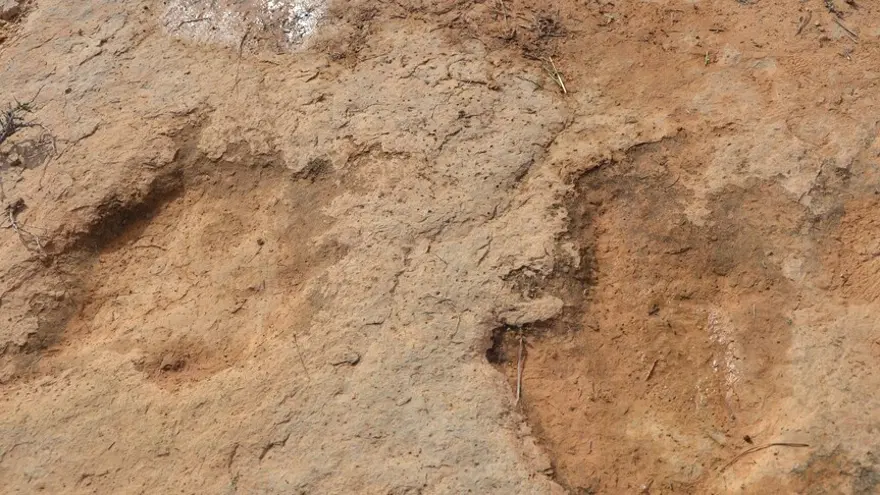 Boyu 4 buçuk metreden uzun. 210 milyon yıllık yeni bir dinozor türü keşfedildi 2