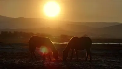 Hürmetçi Sazlığı'ndaki yılkı atları gün batımında dronla görüntülendi
