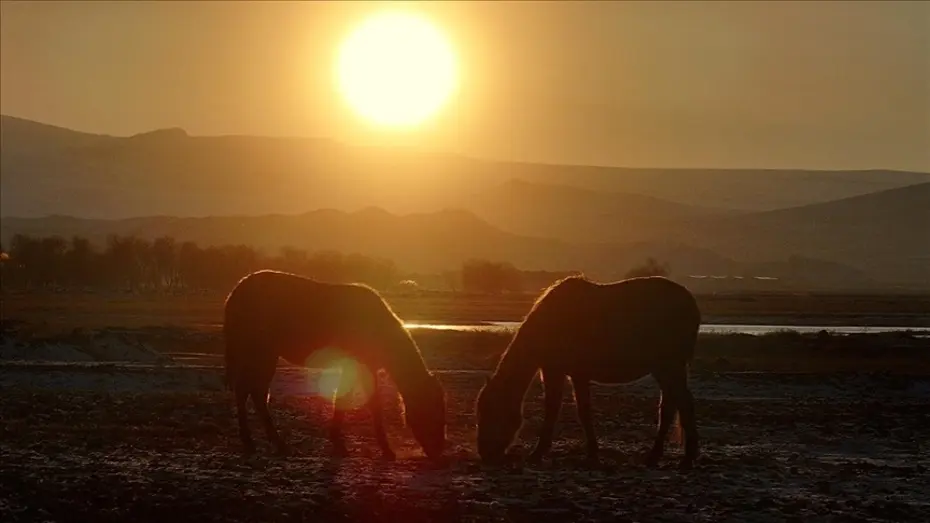 Hürmetçi Sazlığı'ndaki yılkı atları gün batımında dronla görüntülendi
