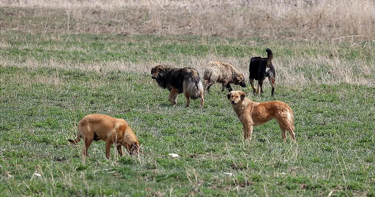 Köpek saldırısına uğrayan 5 yaşındaki Hamza'nın ölümünde belediye başkanına soruşturma izni