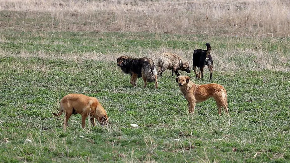 Köpek saldırısına uğrayan 5 yaşındaki Hamza'nın ölümünde belediye başkanına soruşturma izni