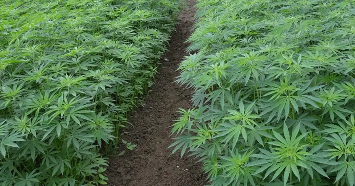 Kenevir yetiştiriciliğinde yeni karar Resmi Gazete'de. 21 ilde üretimine onay