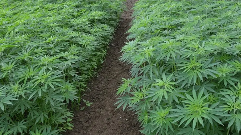 Kenevir yetiştiriciliğinde yeni karar Resmi Gazete'de. 21 ilde üretimine onay