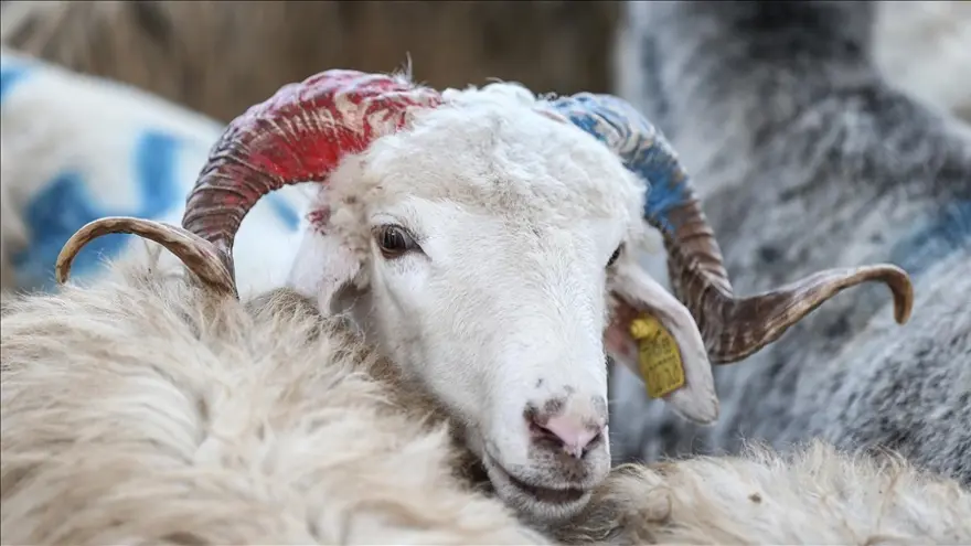 Arefe günü ne zaman, bayram tatili ne zaman başlıyor? 2026 Kurban Bayramı takvimi 