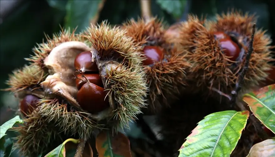 KANSERE KARŞI KORUYOR 3