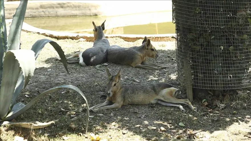 HAYVANLAR NAKLEDİLDİ 3