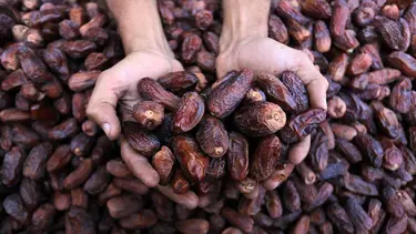 İftar sofralarının gözdesi hurma Ramazan'a hazırlanıyor. Ramazanda hurma ne kadar olacak?