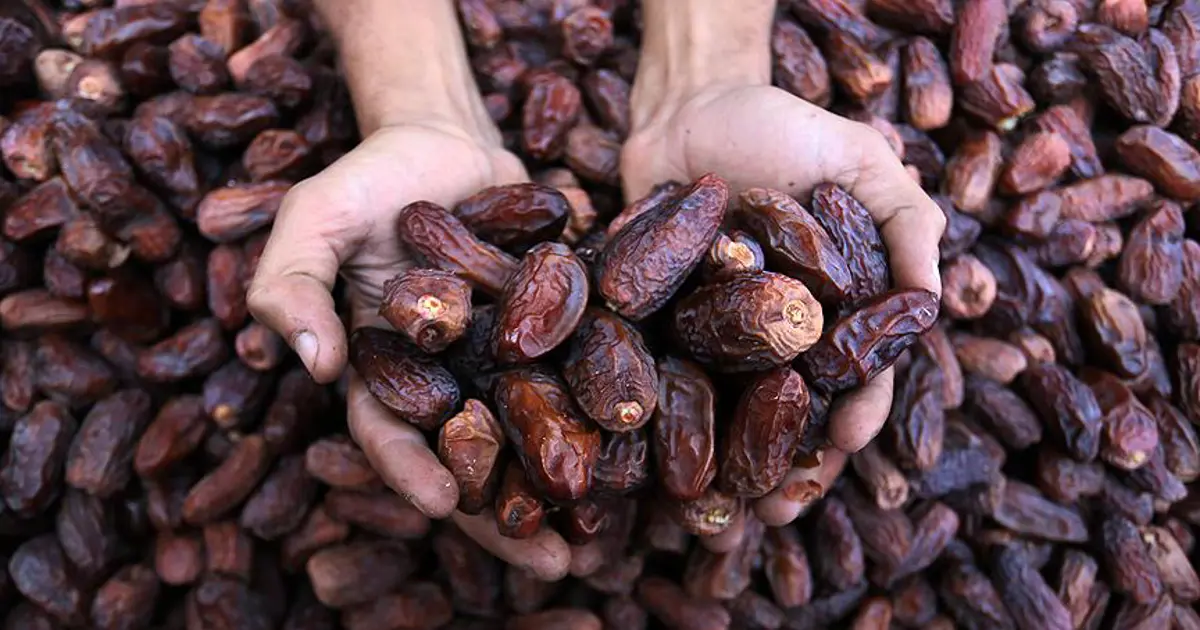 Hurma tezgahta, kilosu bin liraya kadar çıktı. Hurmanın iyisini anlamak için altın değerinde ipucu