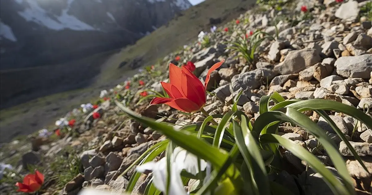 İlk cemre havaya ne zaman düşecek? 2026 cemre düşme tarihleri