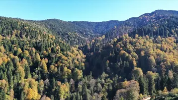 Ormanlara bakım yapıldı gençleştirildi. Orman Genel Müdürlüğü maliyet rakamını açıkladı