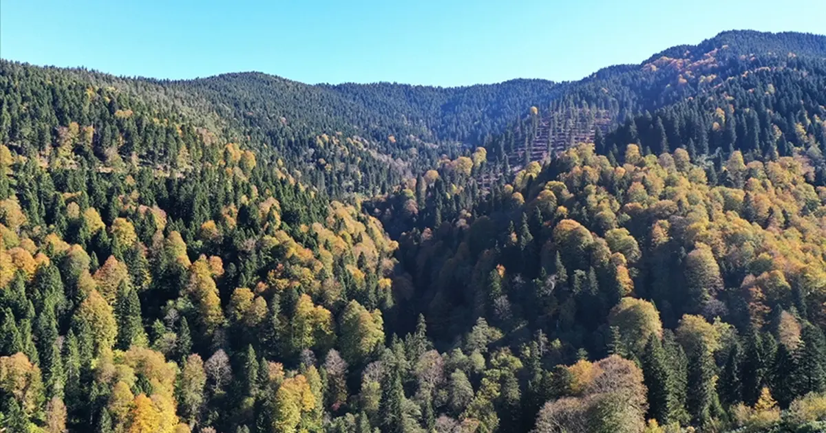 Ormanlara bakım yapıldı gençleştirildi. Orman Genel Müdürlüğü maliyet rakamını açıkladı