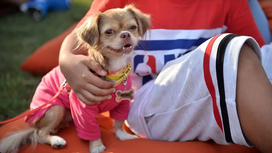 KÖPEKLİ MİNİ AY IŞIĞI KURABİYESİ 1