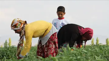 Rekor Rize ve Hatay'da. Tarım işçileri ne kadar kazanıyor?