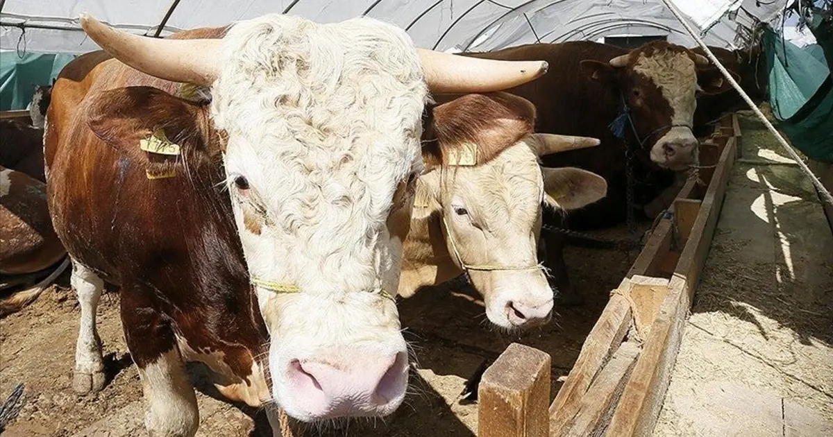 Kurban Bayramı ne zaman, bayram tatili 9 gün olacak mı? Gözler Kabine toplantısında