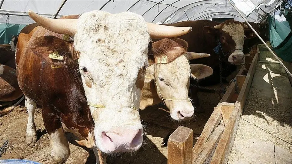 Kurban Bayramı ne zaman, bayram tatili 9 gün olacak mı? Gözler Kabine toplantısında