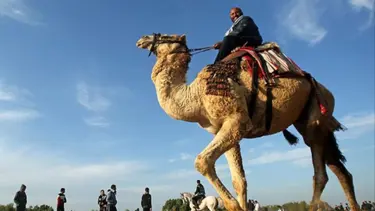 Suudi Arabistan 2 milyondan fazla deveye pasaport verecek. Peki neden?