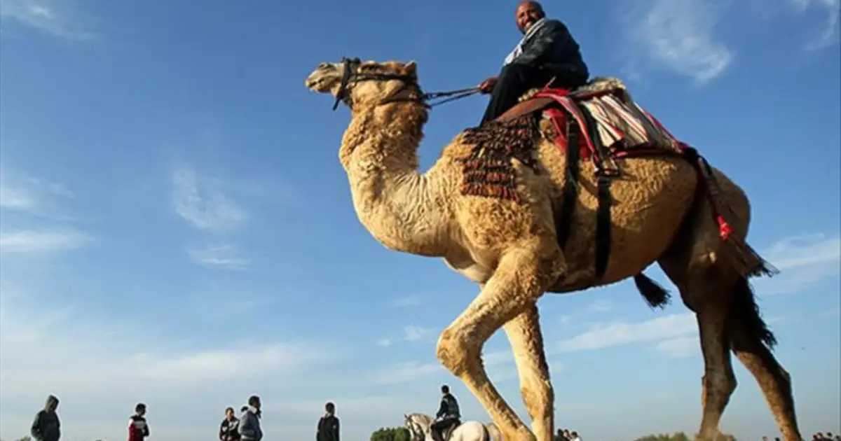 Suudi Arabistan 2 milyondan fazla deveye pasaport verecek. Peki neden?