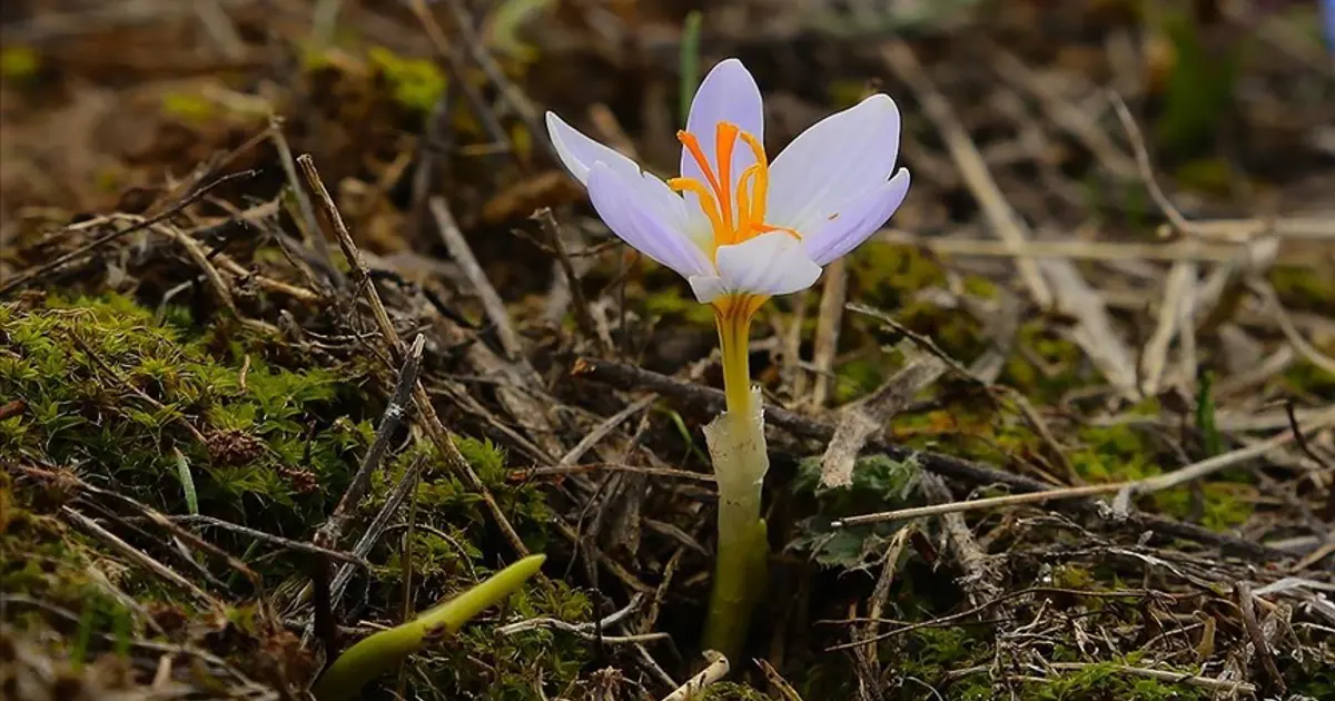 İkinci cemre suya düştü mü, ne zaman düşecek? 2026 cemre düşme tarihleri