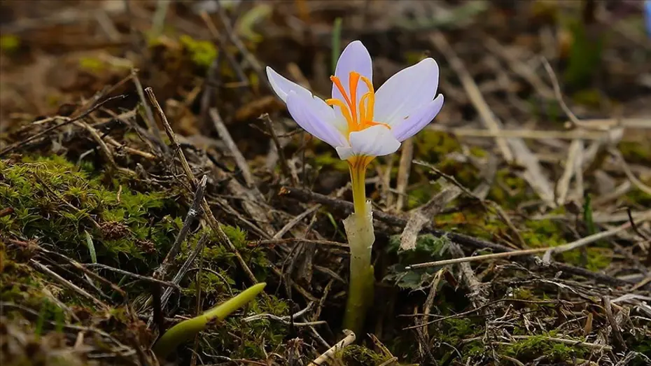 İkinci cemre suya düştü mü, ne zaman düşecek? 2026 cemre düşme tarihleri