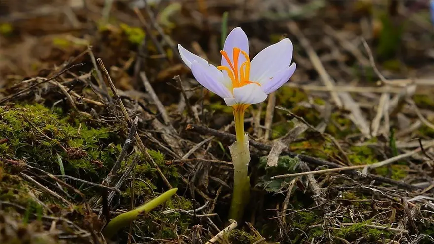 İLK CEMRE NE ZAMAN DÜŞECEK? 1