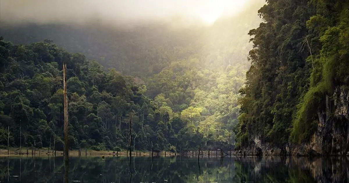 BM: Dünya, her yıl 10 milyon hektar tropikal orman kaybediyor