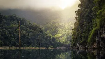 BM: Dünya, her yıl 10 milyon hektar tropikal orman kaybediyor