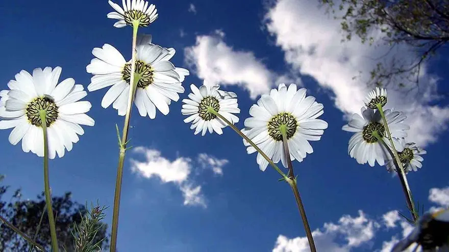 İLK CEMRE NE ZAMAN DÜŞECEK? 1