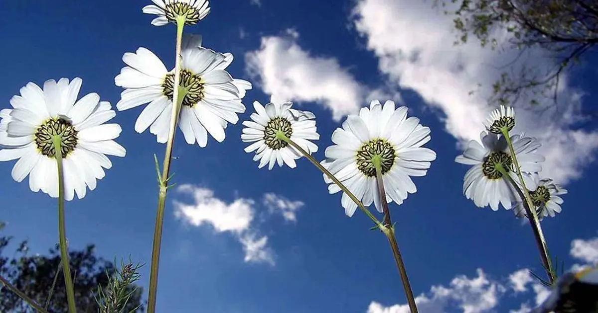 Cemreler ne zaman düşecek, hangi ayda düşecek? 2026 cemre düşme tarihleri