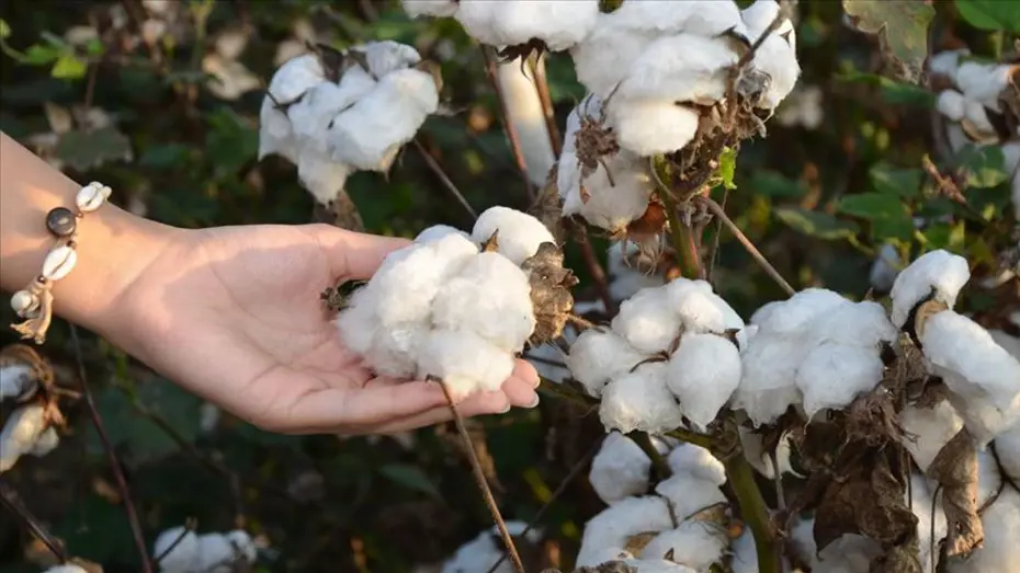 Erken hasat ediliyor, yağışta bozulmuyor. Yeni çeşit geliştirildi