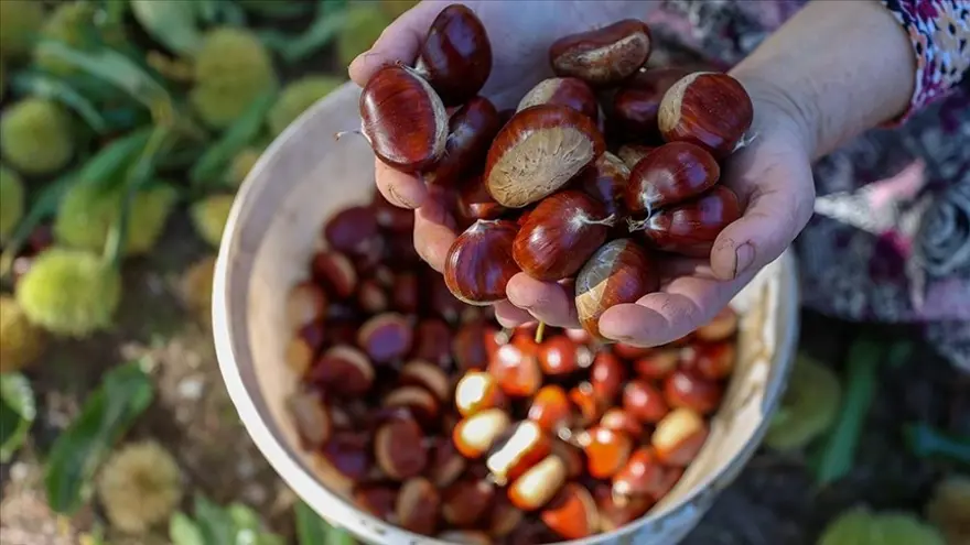 Bu ağacı dikene devlet yüzde 75 destek verecek 2