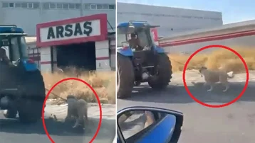 Köpeği traktöre iple bağlayıp koşturdu