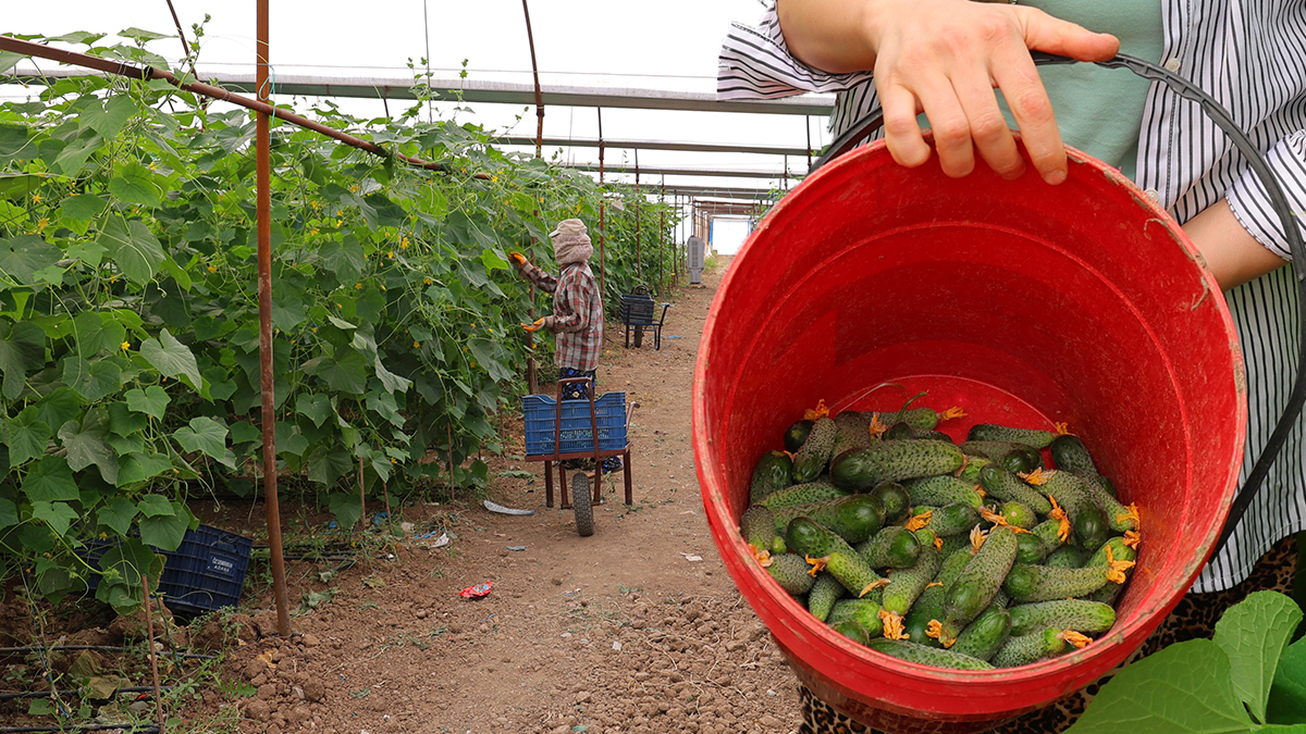 Kış hazırlıkları sürüyor, turşuluk sezonu başladı. Tarlada 30, markette 55 TL
