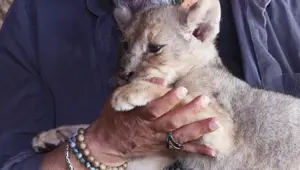 Tuzla'da bulunan yavru aslana "Hugo" adı verildi